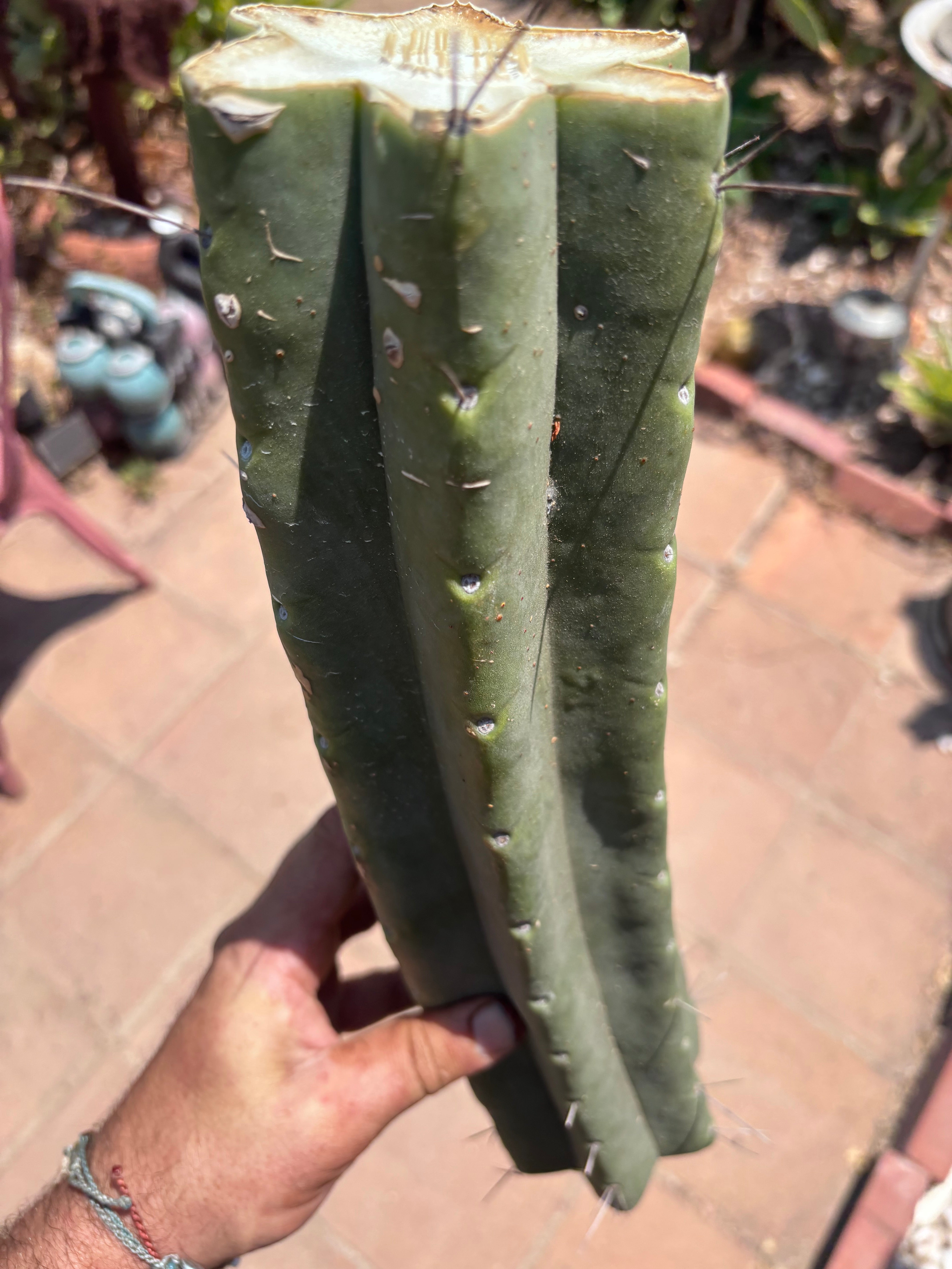 👑🌶️🌶️ Eileen — Massive 16” Mid