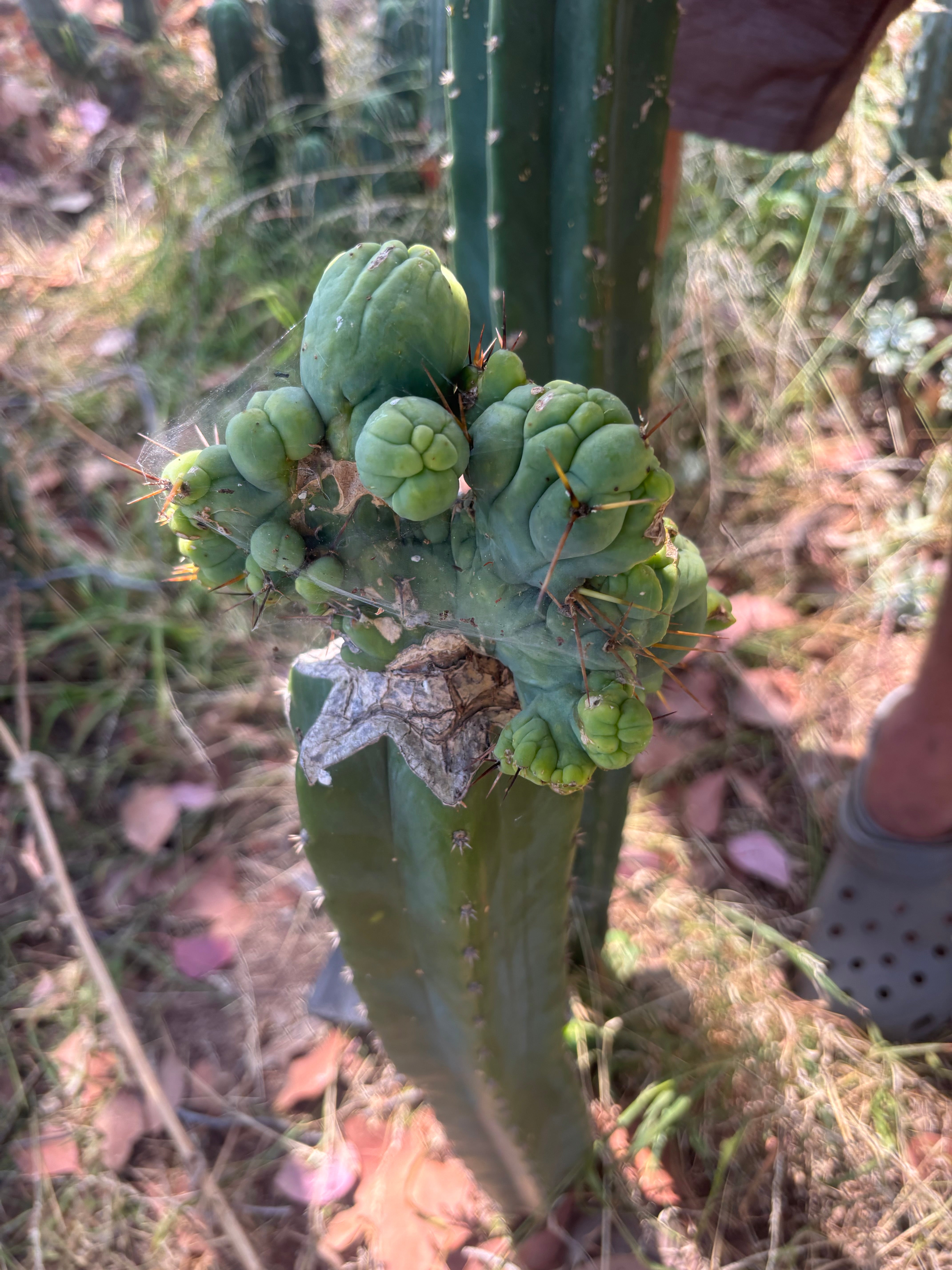 👑🌶️🌶️ TBMC — XXL Graft