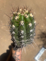 💎⚔️ Taquimbalensis — Chonky 8” Pup