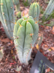 👑🌶️🌶️ Pala — Another 9” Tip