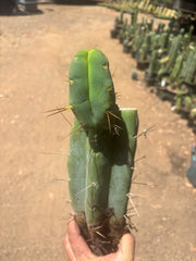💎👑🌶️🌶️ Eileen — FAT XL Rooted Mid with Fourwang Pup