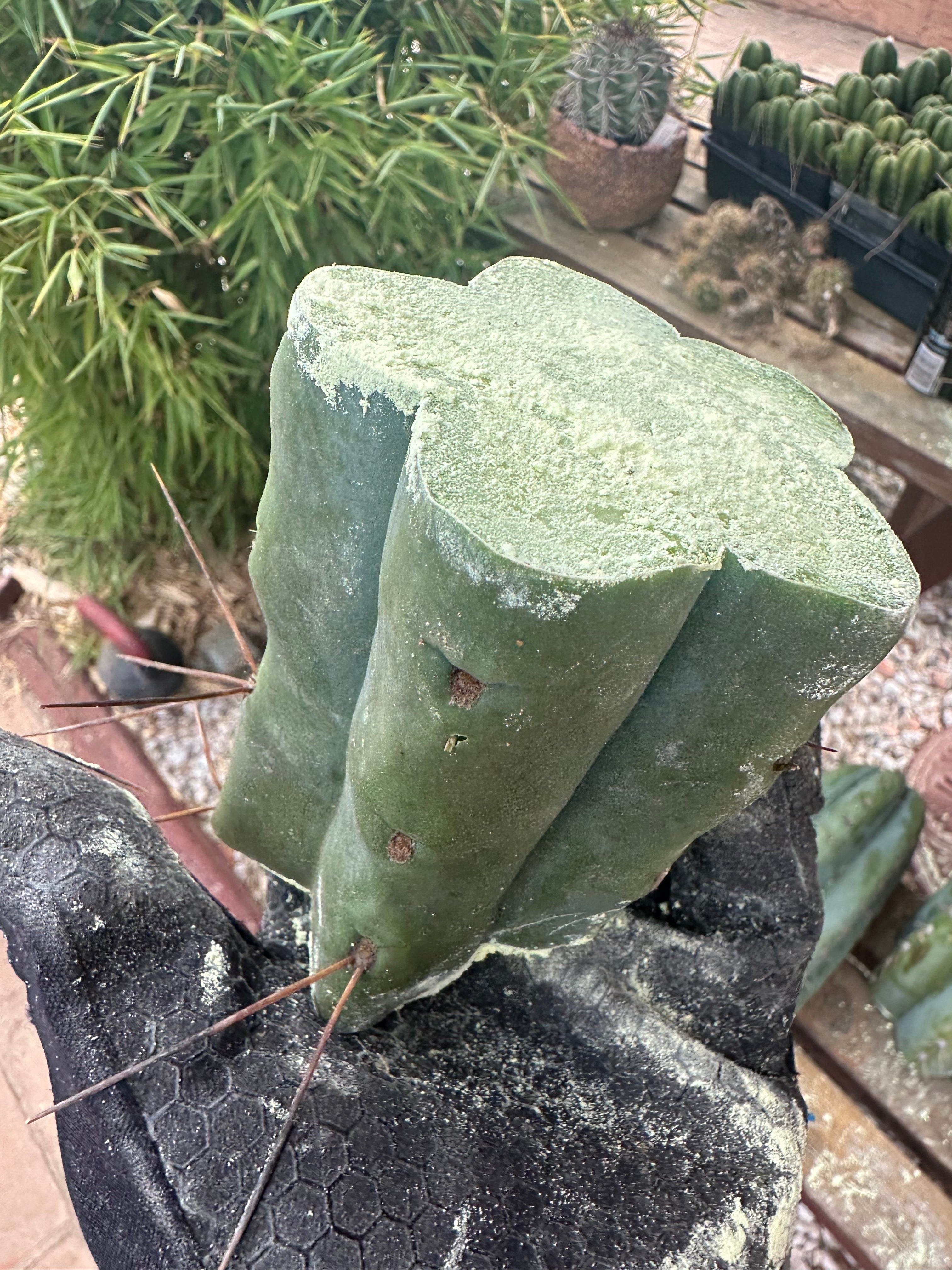 New FREE ADD-ON  — 🌶️ Chuck’s Bridge — 3-4” Roota-Chonk.