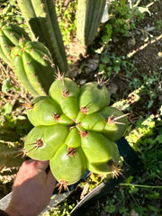 *👑🌶️ Torres & Torres — 12” Tips (Restocked — 4)