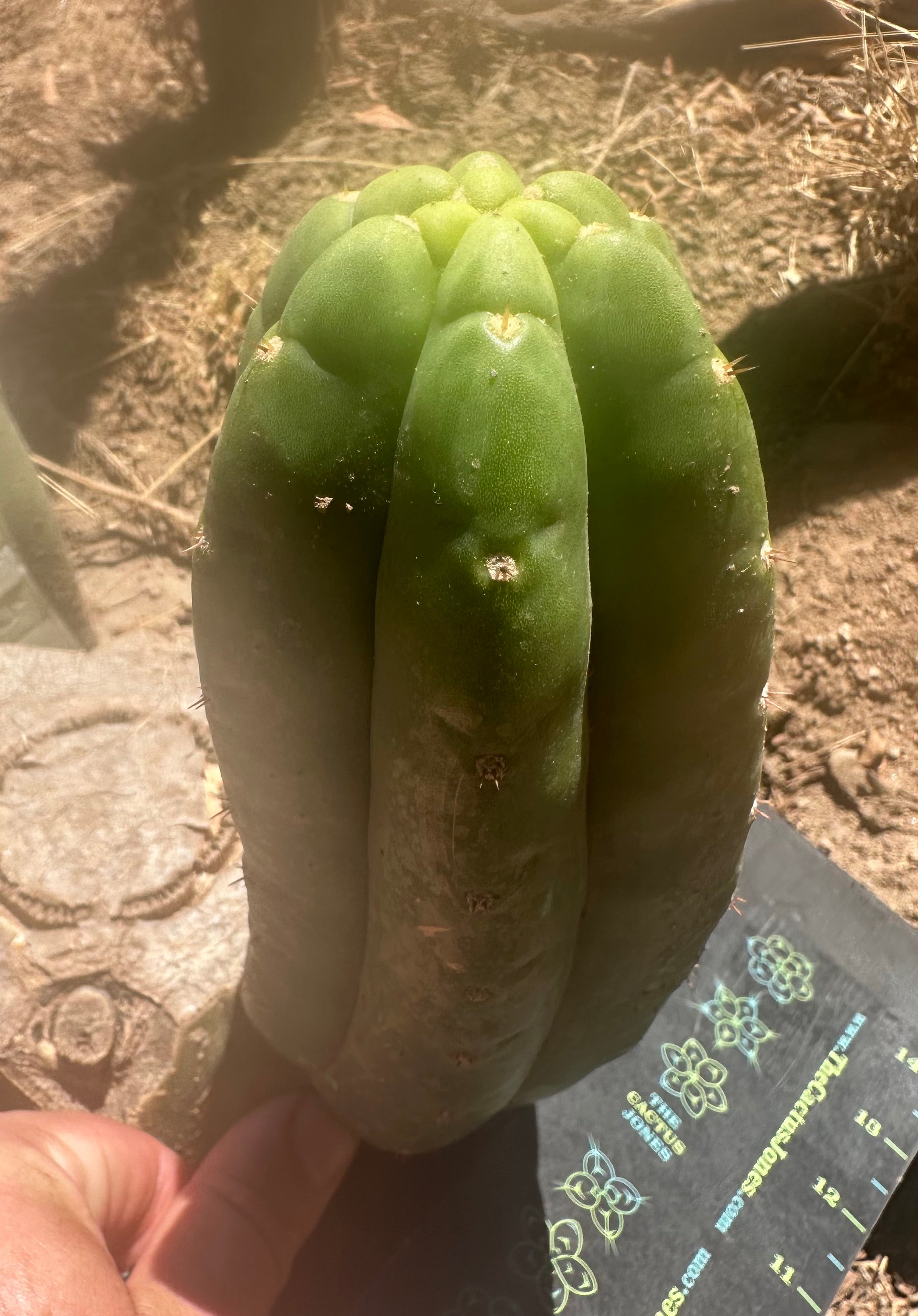 Custom Listing for A.Pogzeba