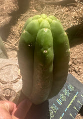 Custom Listing for A.Pogzeba