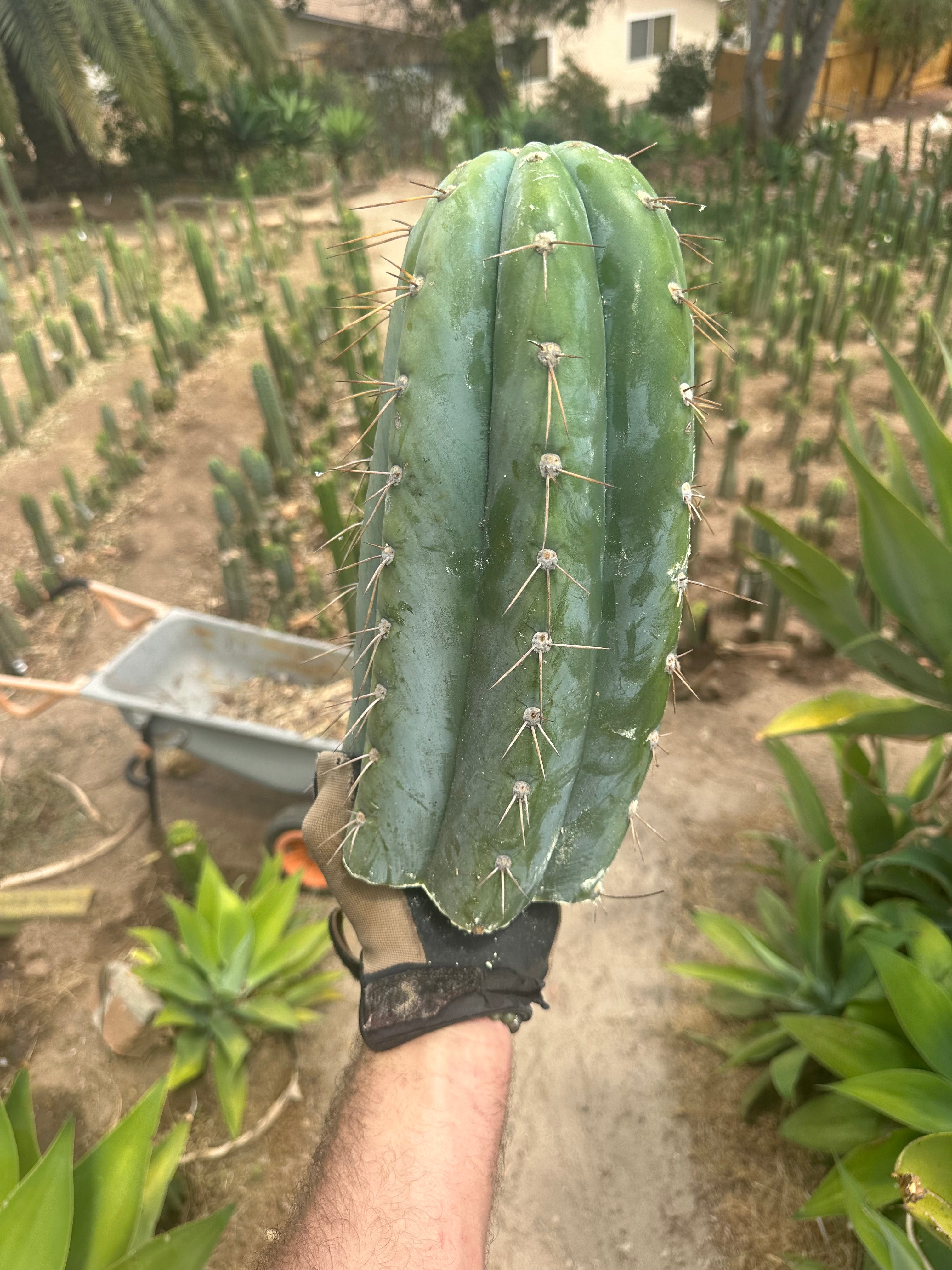 💎👑🌶️ CGG — 13” *MEGA* Tip