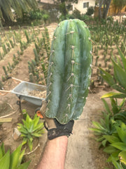 💎👑🌶️ CGG — 13” *MEGA* Tip