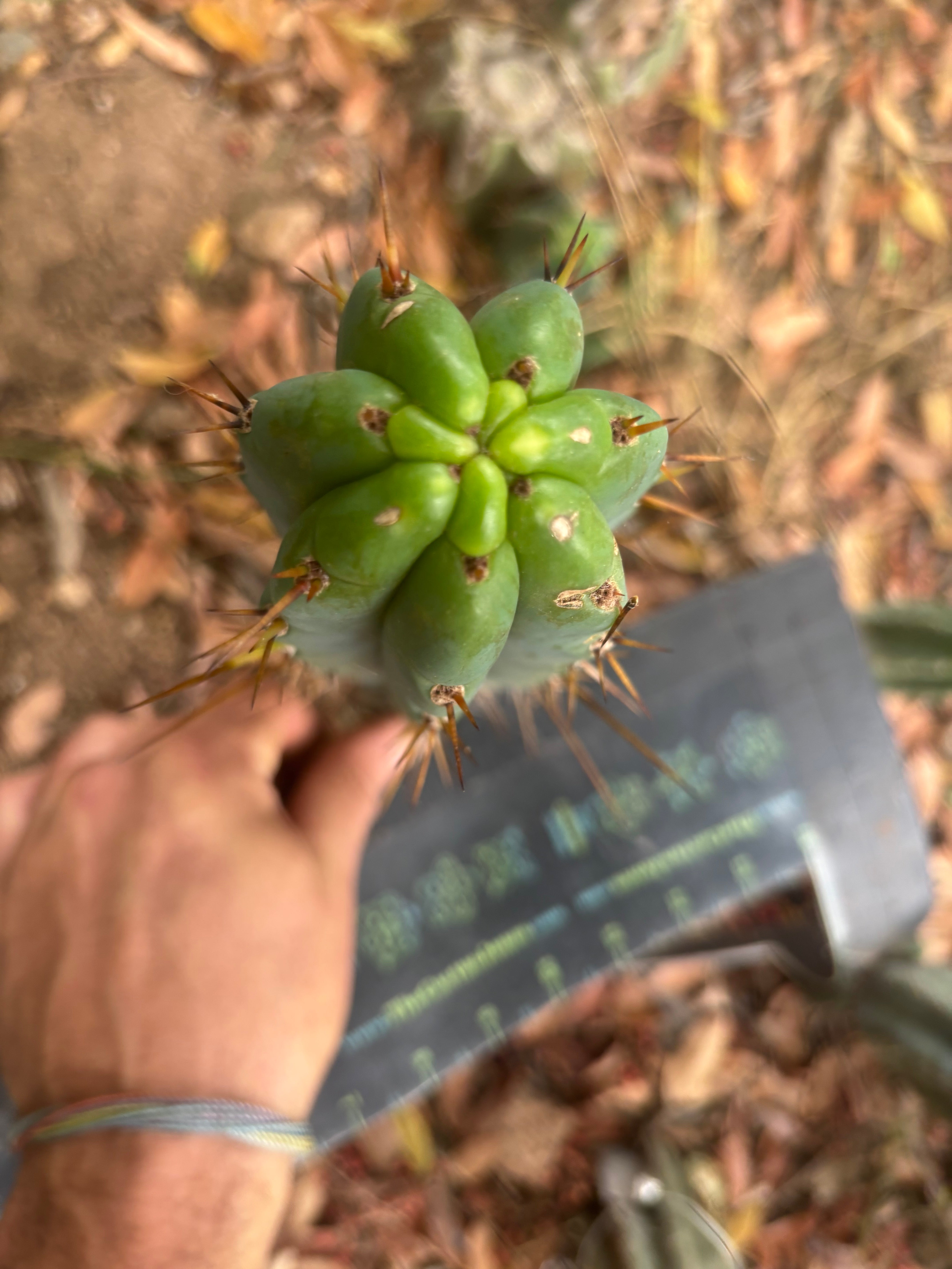 👑🌶️🌶️ Pala — 9” Tip Again