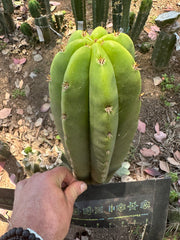 Bertha x Scop — *GIRTHY* 10” Tip