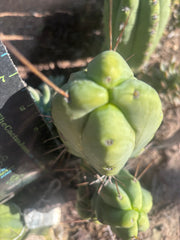 👑💎🌶️ Caballero — 8” Fourwang Pup