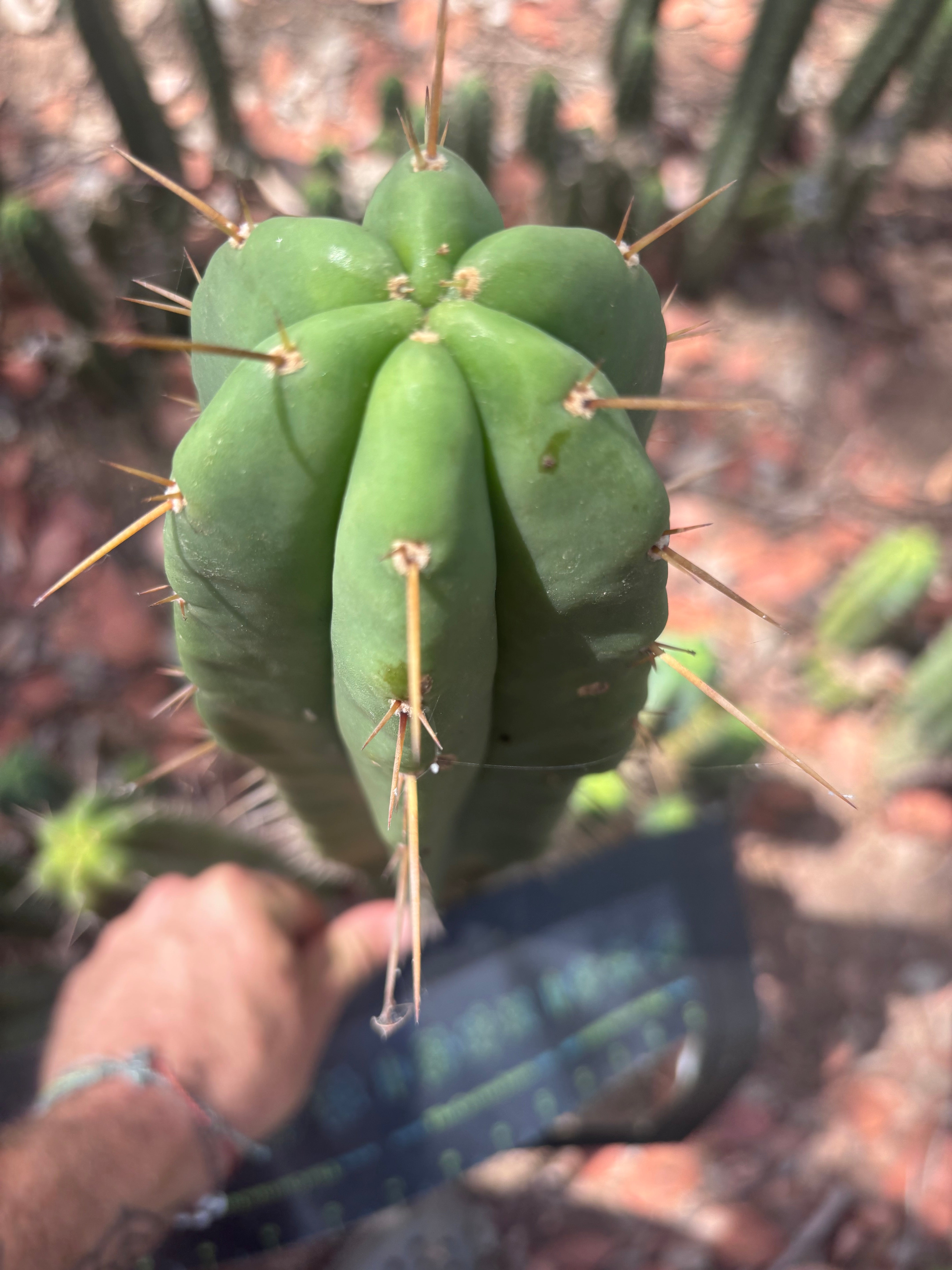 👑🌶️ Malo4 (F2)  — XL 14” Tip