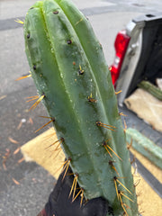 💎🌶️ SS02 x Yowie  — Massive 11” Tip