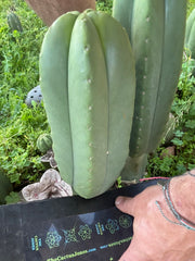 👑💎 Aussie Scop — Fat 10” Melon
