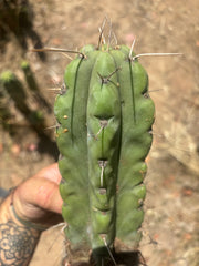 💎💎🌶️🌶️ NOM — 9” Tip, Throwing Roots