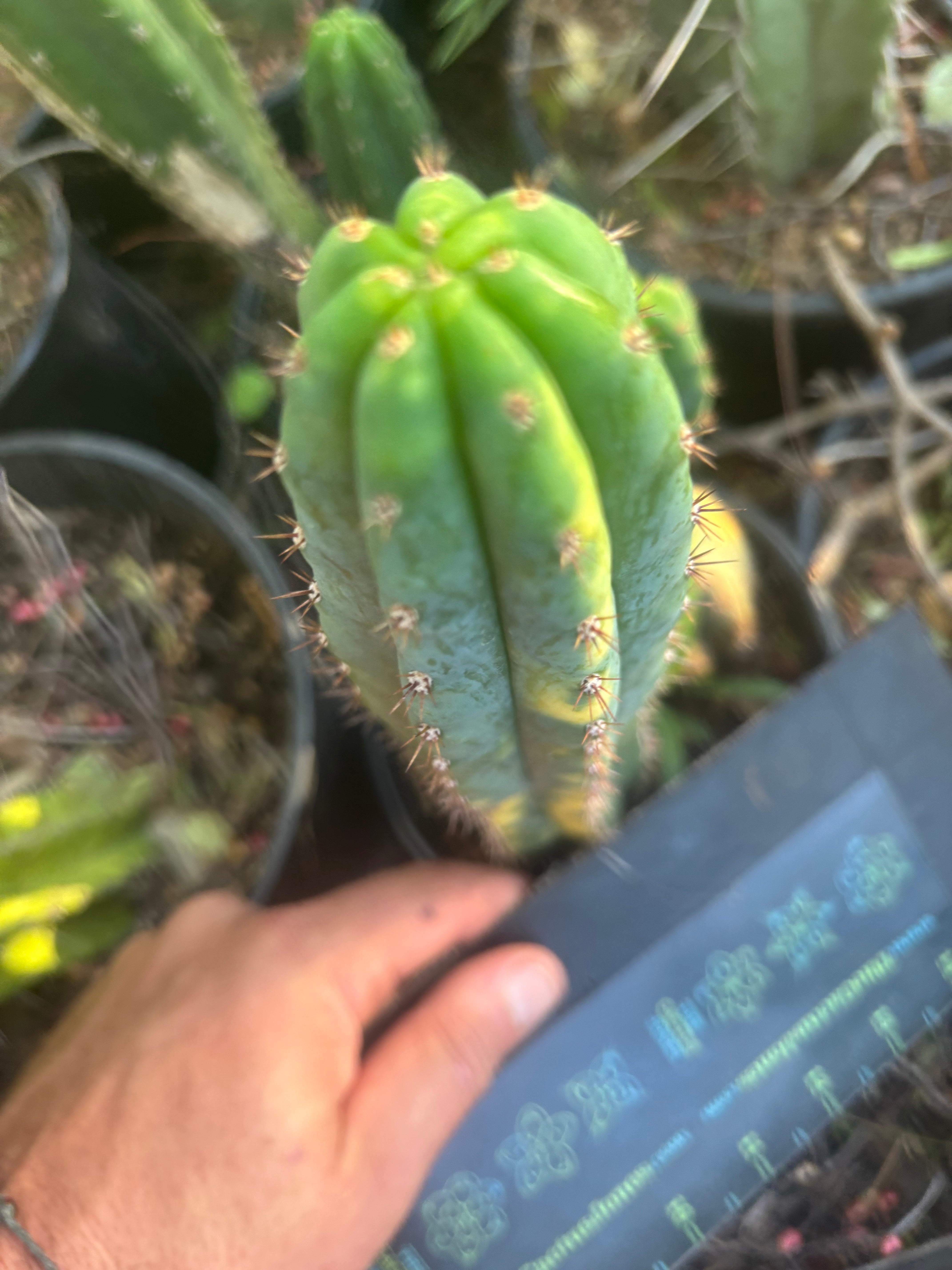 🔰 Vari Pachanoi — 8.5” Tip