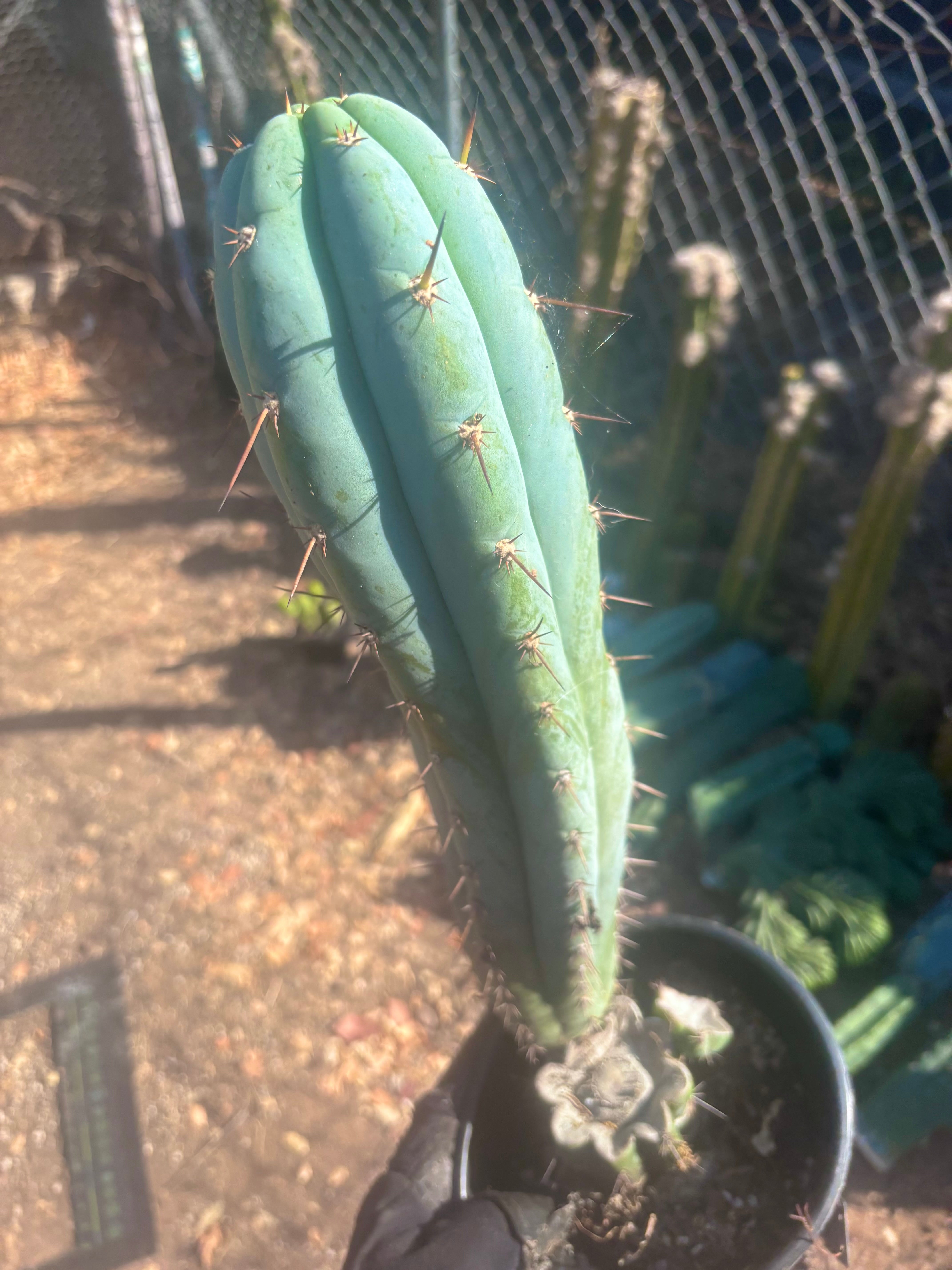 💎 Sharxx Blue x Rosei 2 — XL Rooted
