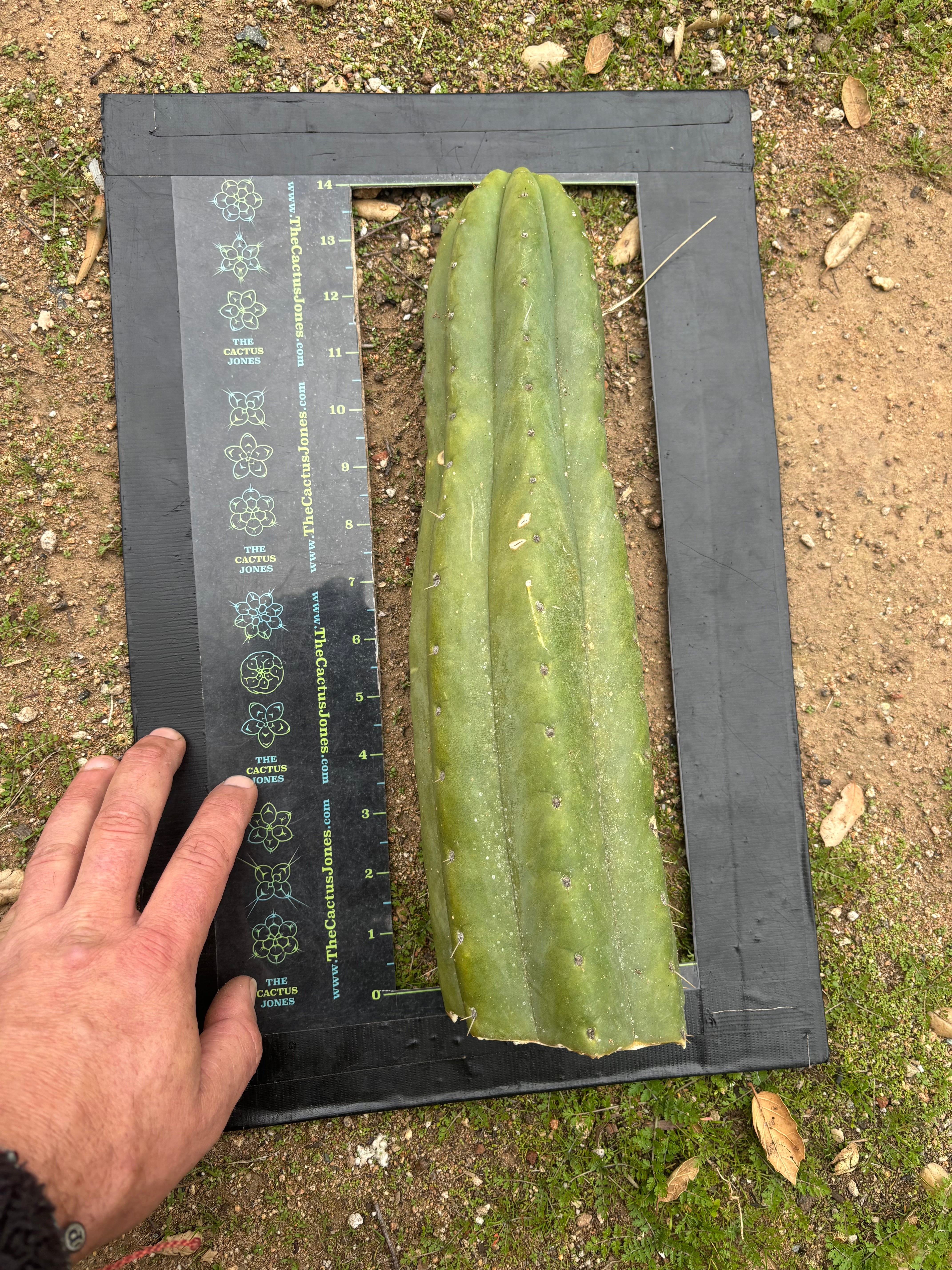 💎👑🌶️ Tom Juuls Giant  — XL 14” Tip