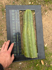 💎👑🌶️ Tom Juuls Giant  — XL 14” Tip
