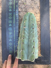 💎🌶️🌶️ NOM —  Fat 10” Tip