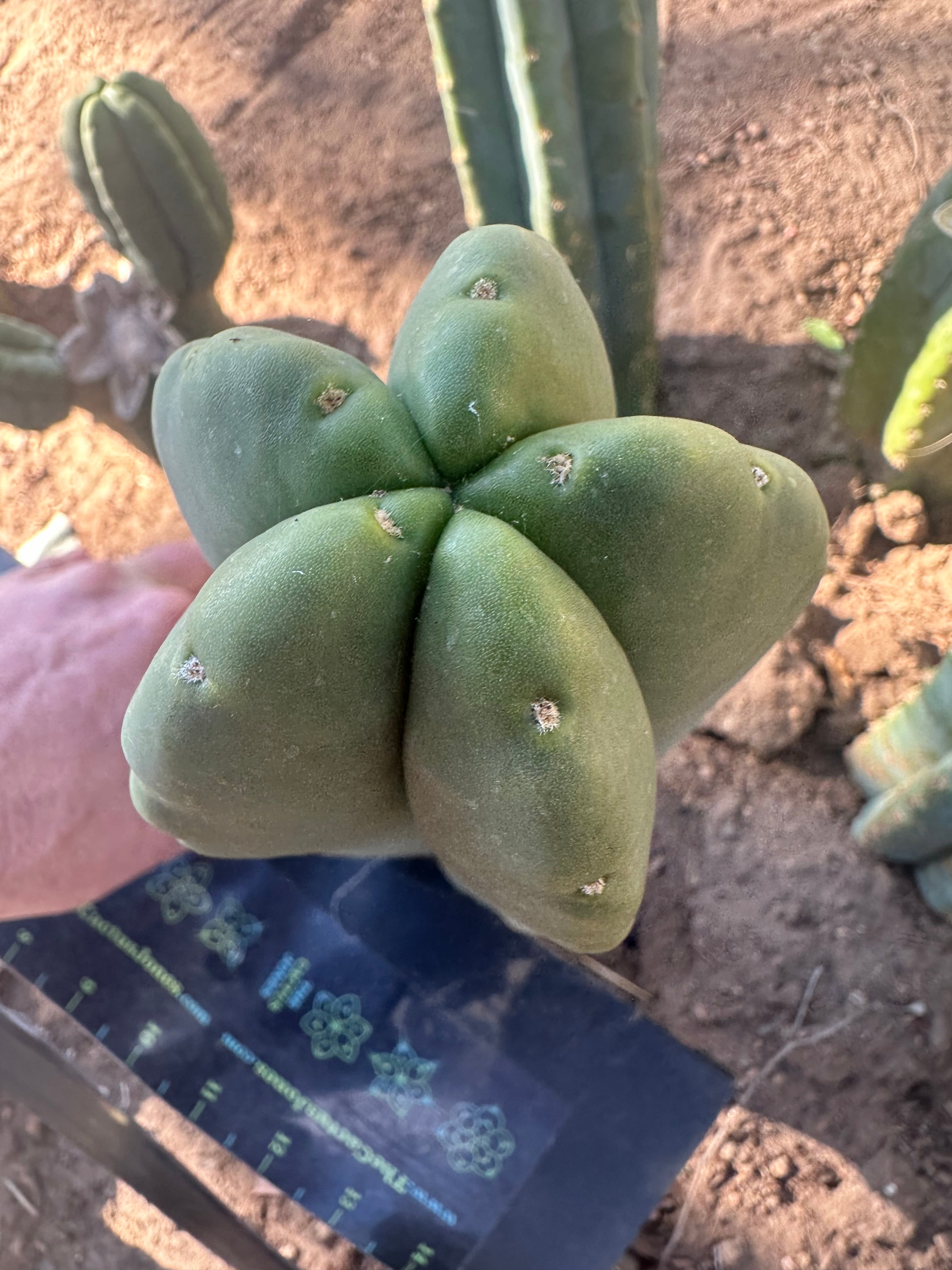 💎👑💎  Ferah! — FAT 9” Pup