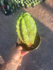 👑🌶️🌶️ Landfill — Rooted Plump 12”