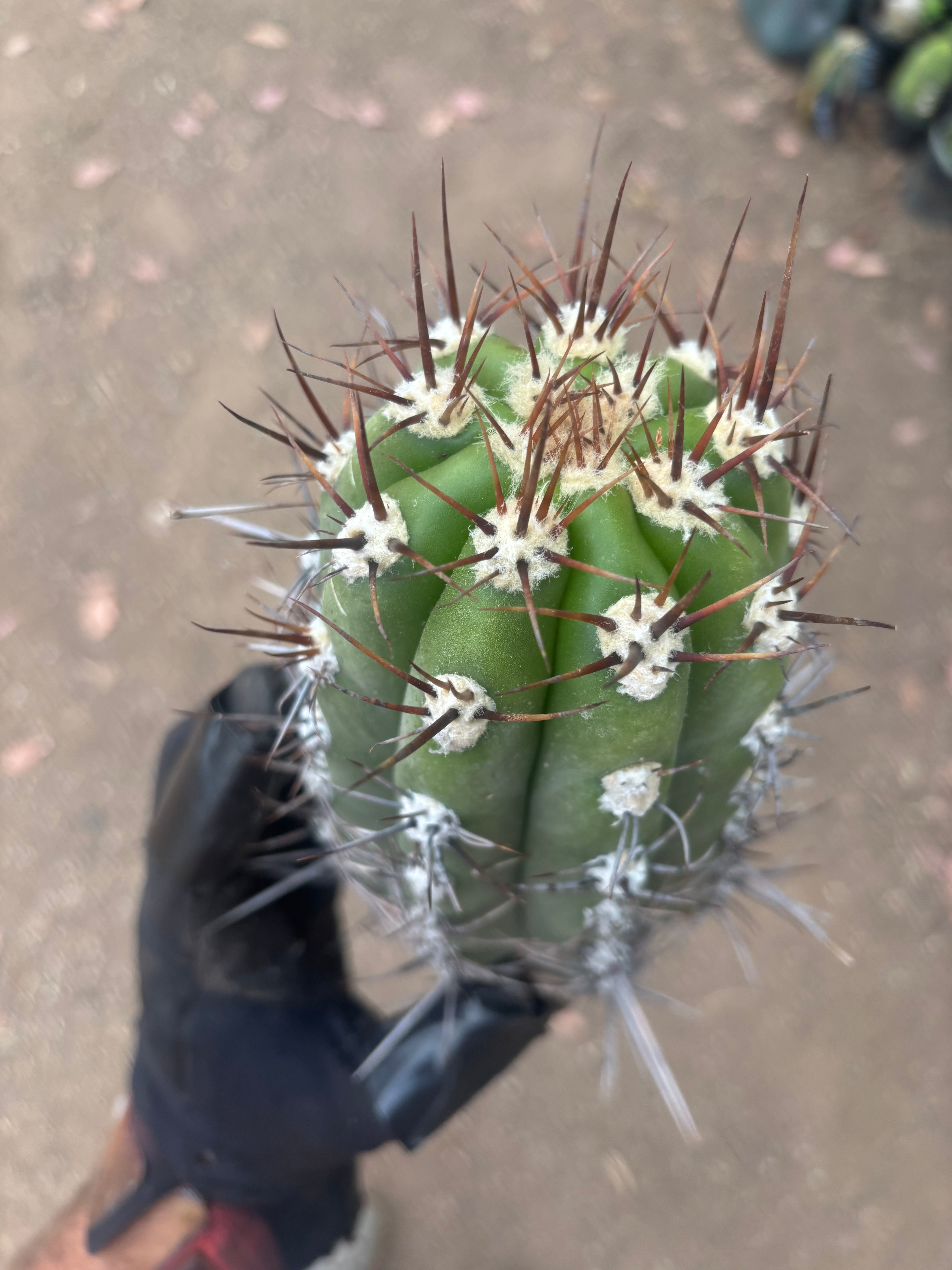 💎⚔️ Taquimbalensis — FAT 10” Pup