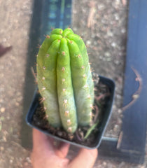 👑🌶️ Ventucky Blue — Rooted Tip