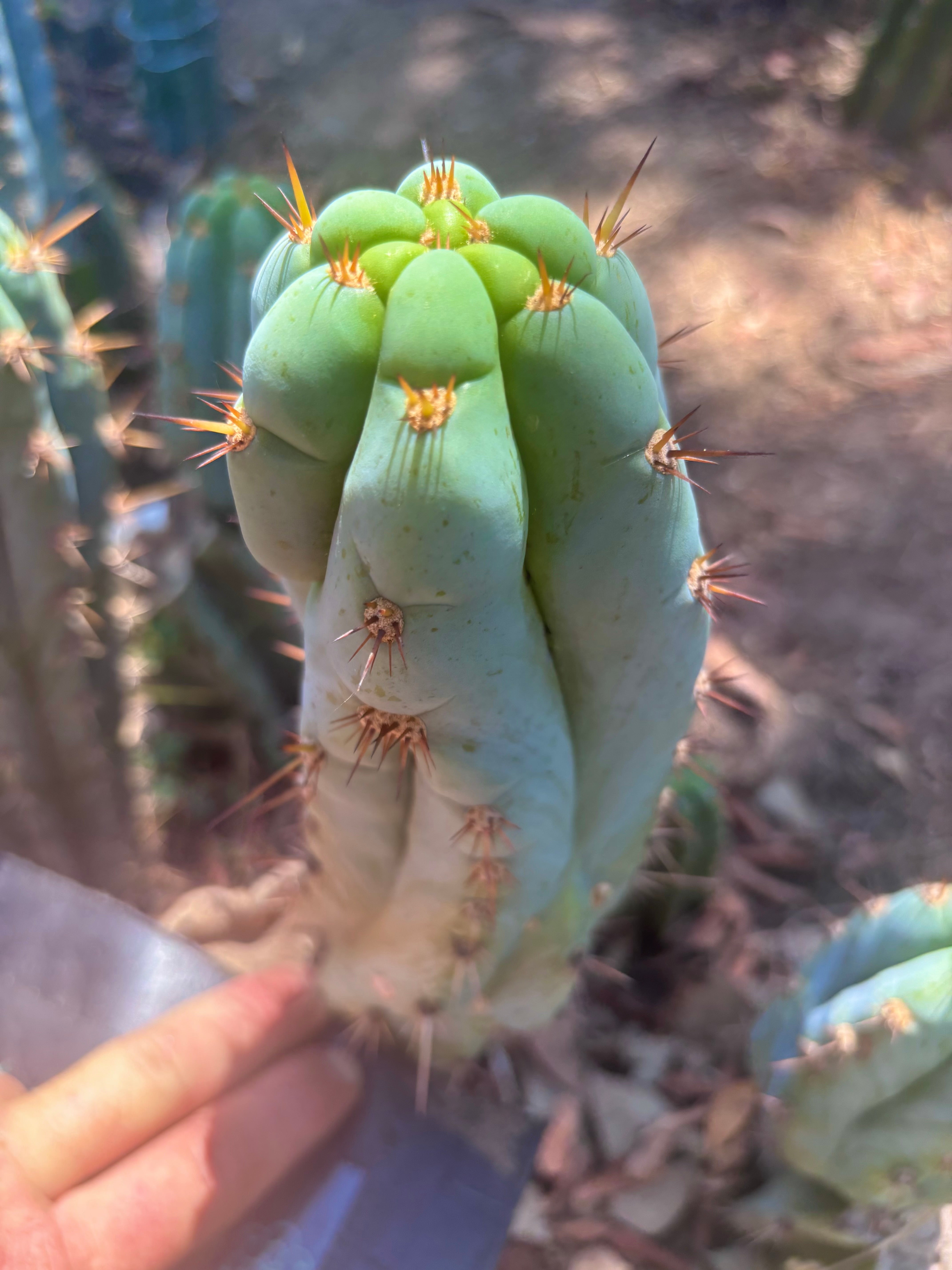 💎👑🌶️ Sharxx Blue — 9.5” Pup