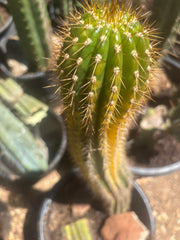 💎👑💎 Shaveri — 9” Tip