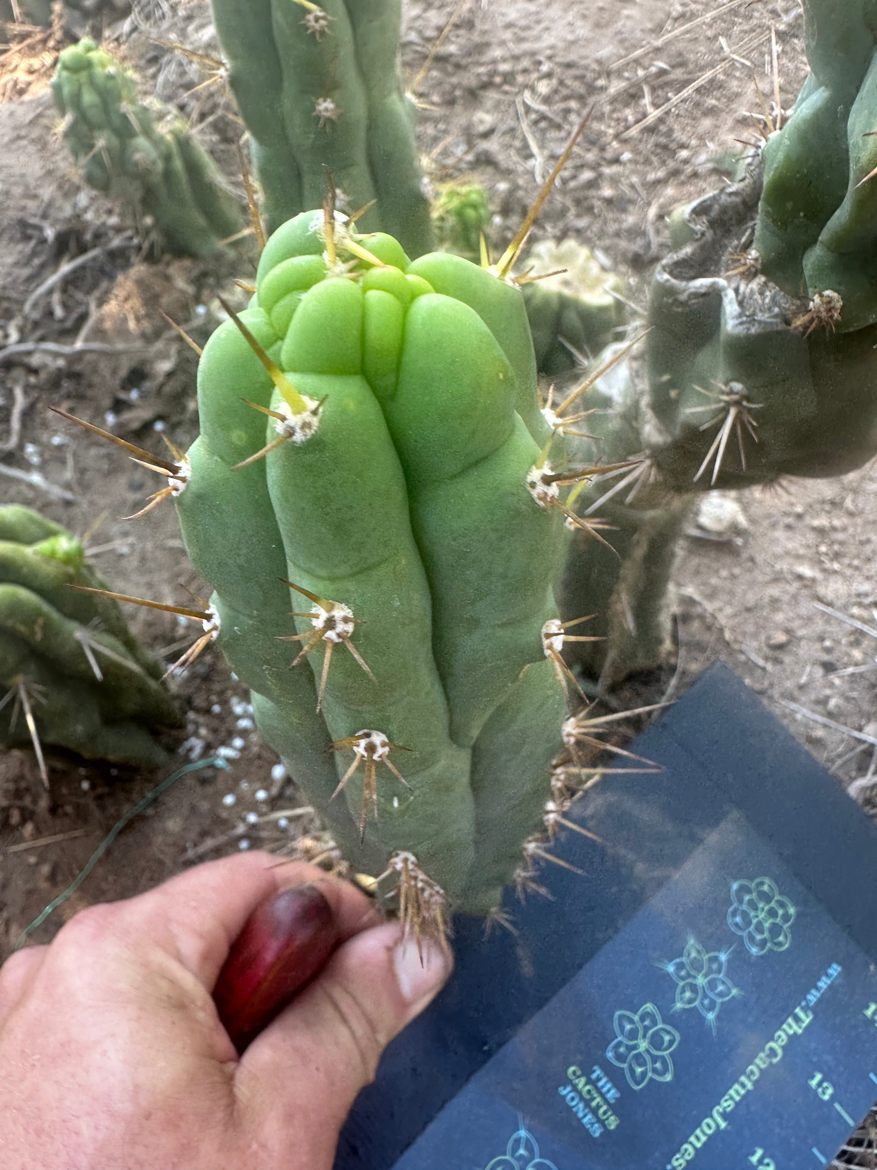 💎👑 Bruce’s Dragon — 8” Pup