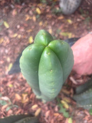 💎👑🌶️ Ferah — Another 8” FourWang Tip