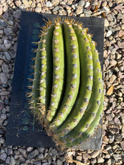 💎🐳 MASSIVE Terscheckii Watermelon