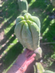 💎👑🌶️🌶️ Ogun — XL 15” Pup