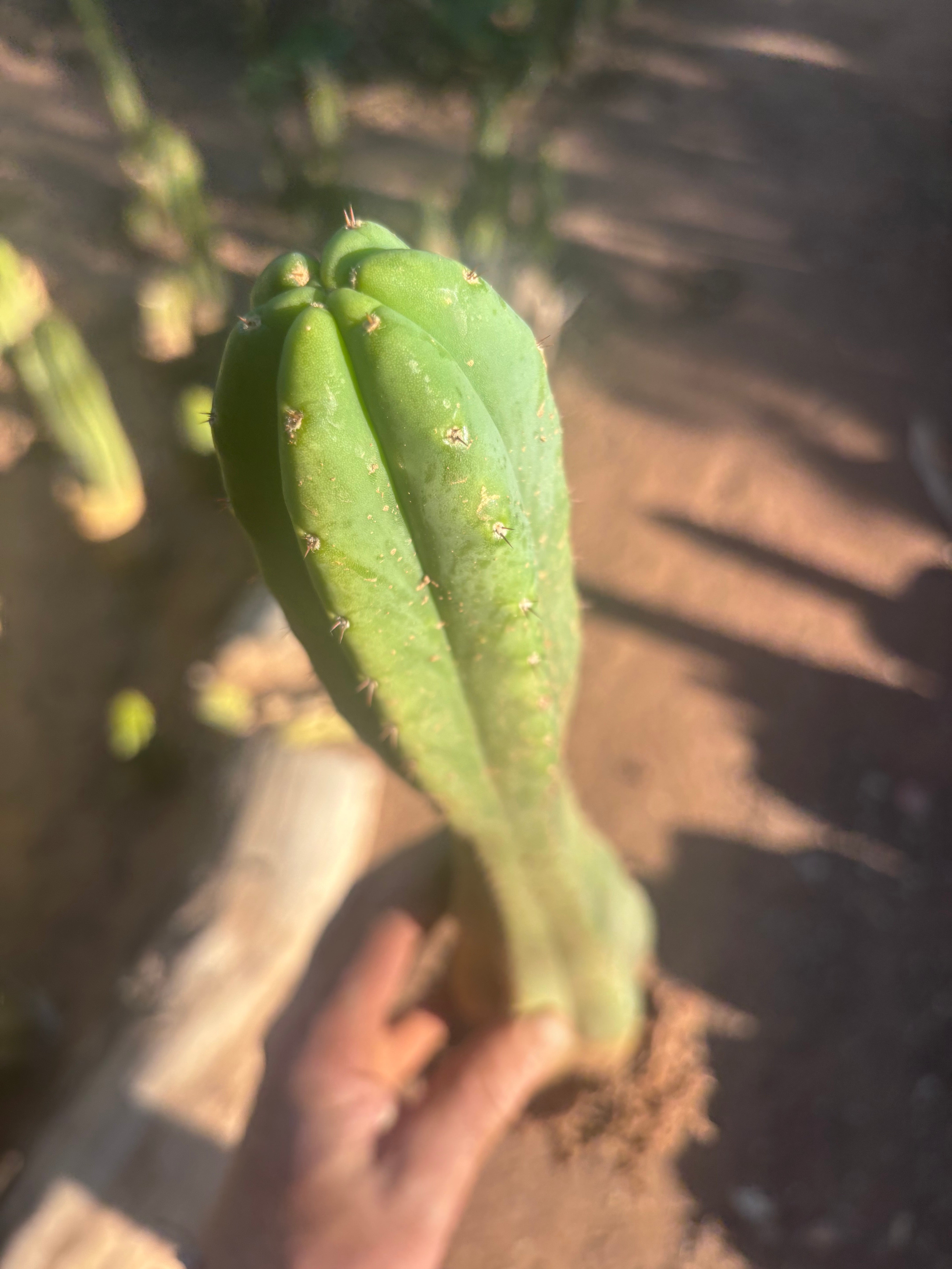 👑🌶️ Juul’s Giant — Rooted 13”