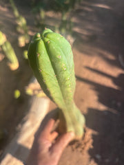 👑🌶️ Juul’s Giant — Rooted 13”