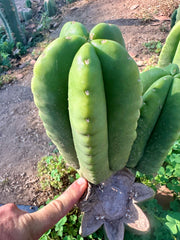 👑  Aussie Scop — Chubby 8” Pup