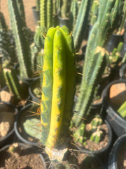 💎👑💎🌶️ Vari Heavy  — Perfect 7” Tip