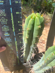 👑🌶️ Exotic Gardens — 10” Pups