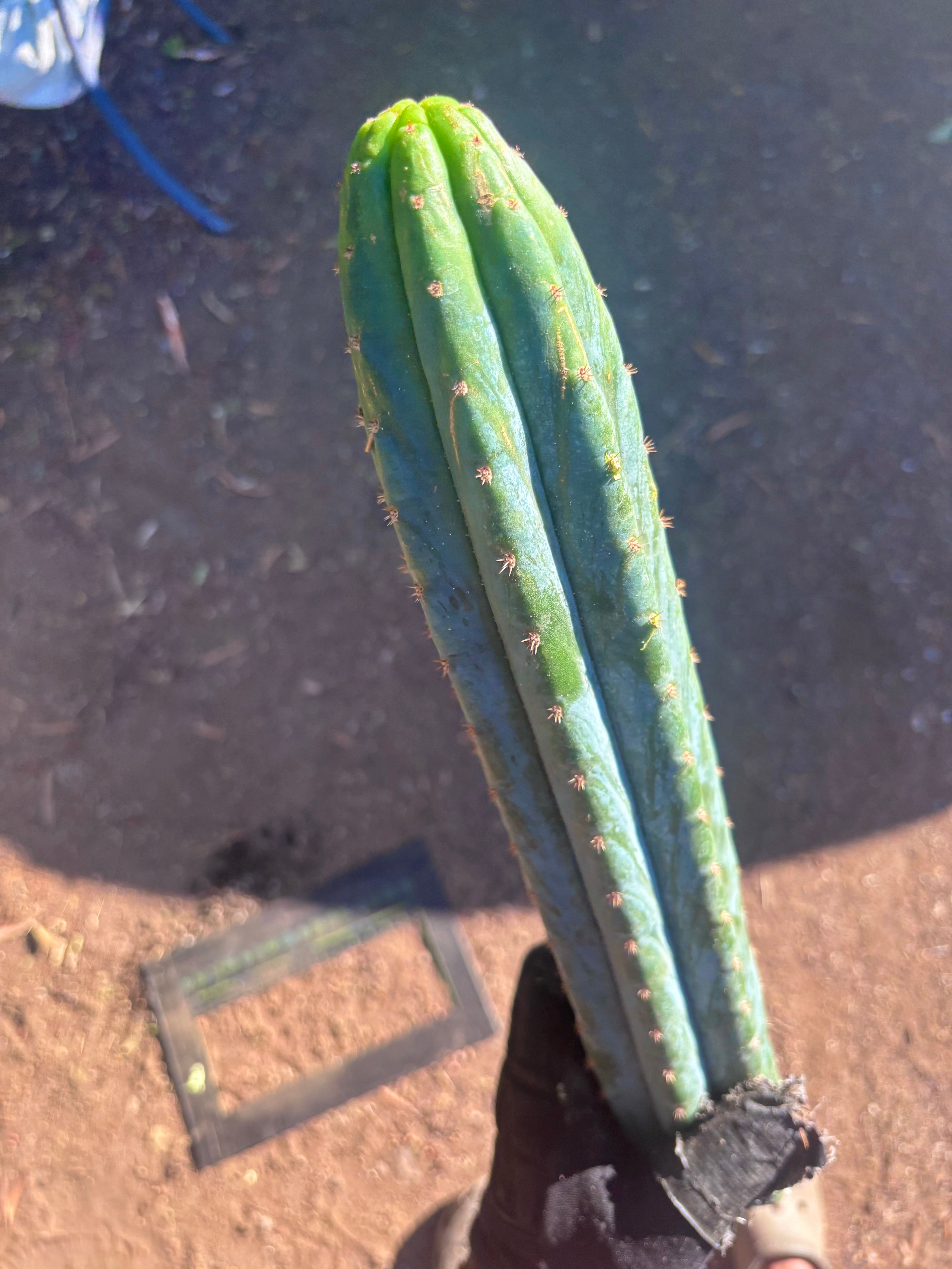 👑🌶️ Ventucky Blue — 16” Tips