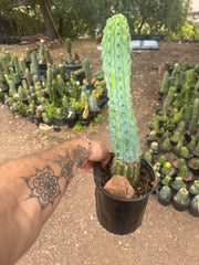 👑💎 Grecas — XL Established Tip Graft, Rooted