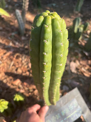 👑🌶️ Lima — XL 14” Pup