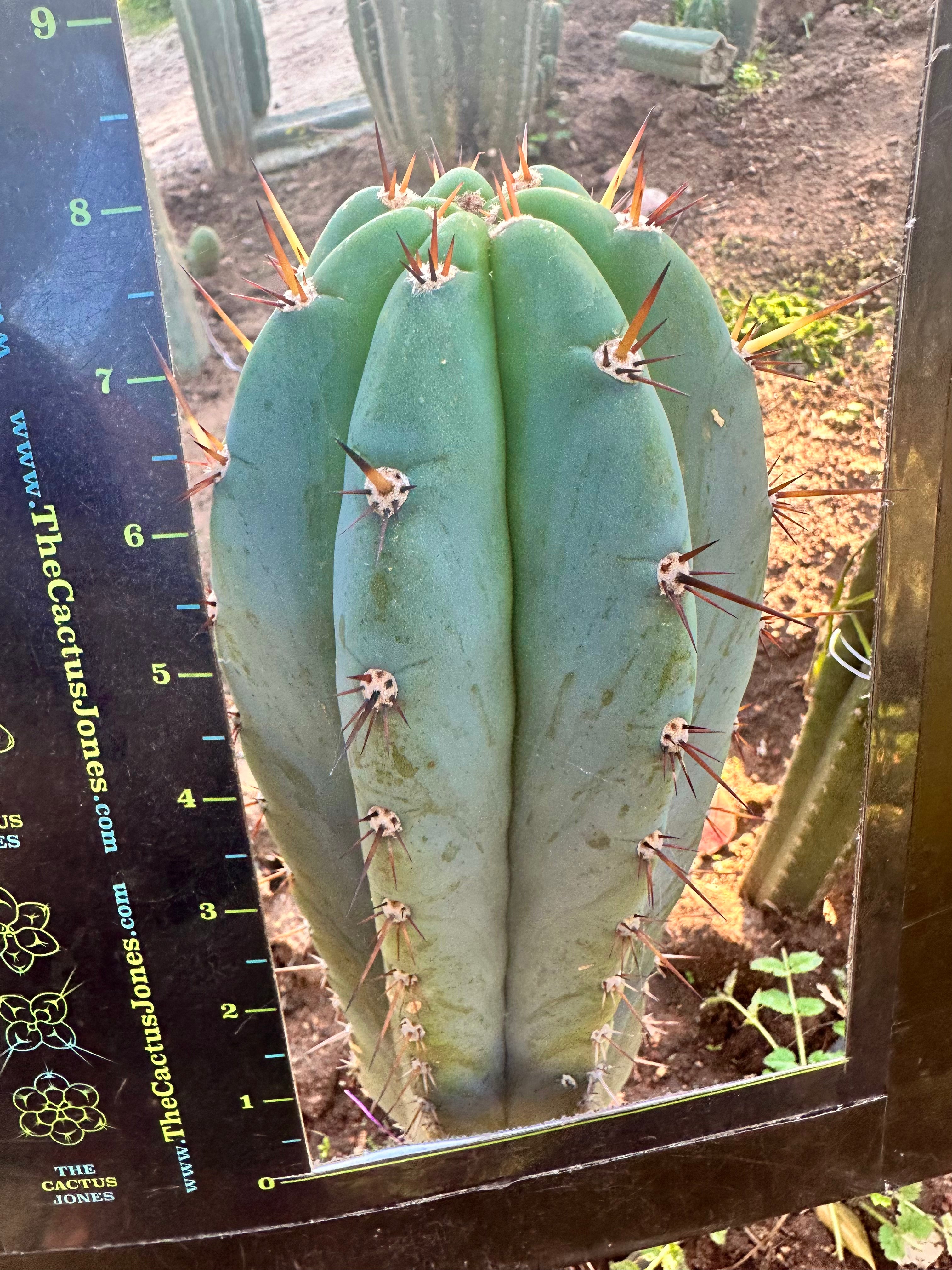 👑 Gorgeous PeruxPeru —  Fat 10” Tip