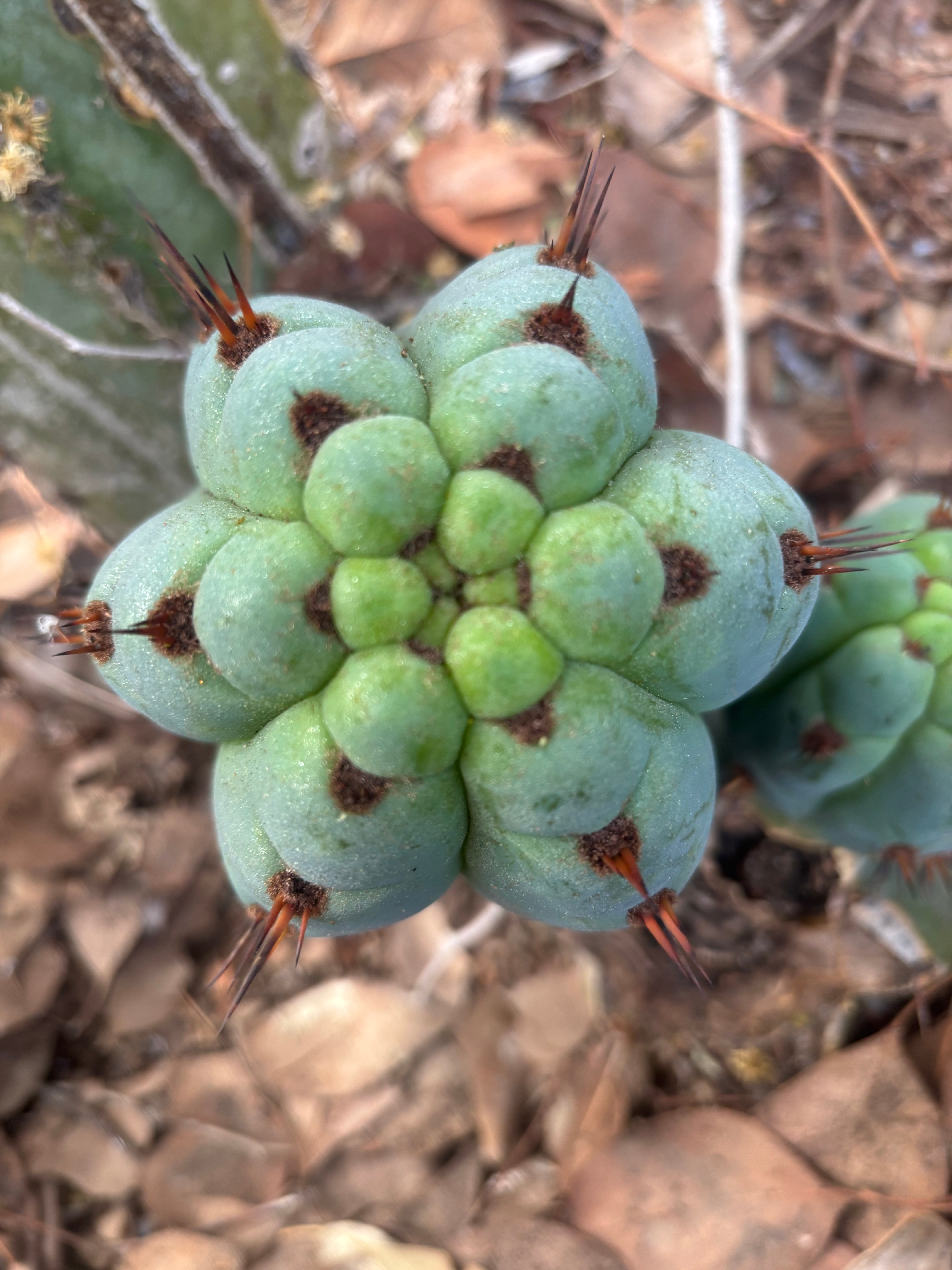 💎👑 Papa Smurf — 8” Chonk Melon