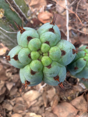 💎👑 Papa Smurf — 8” Chonk Melon