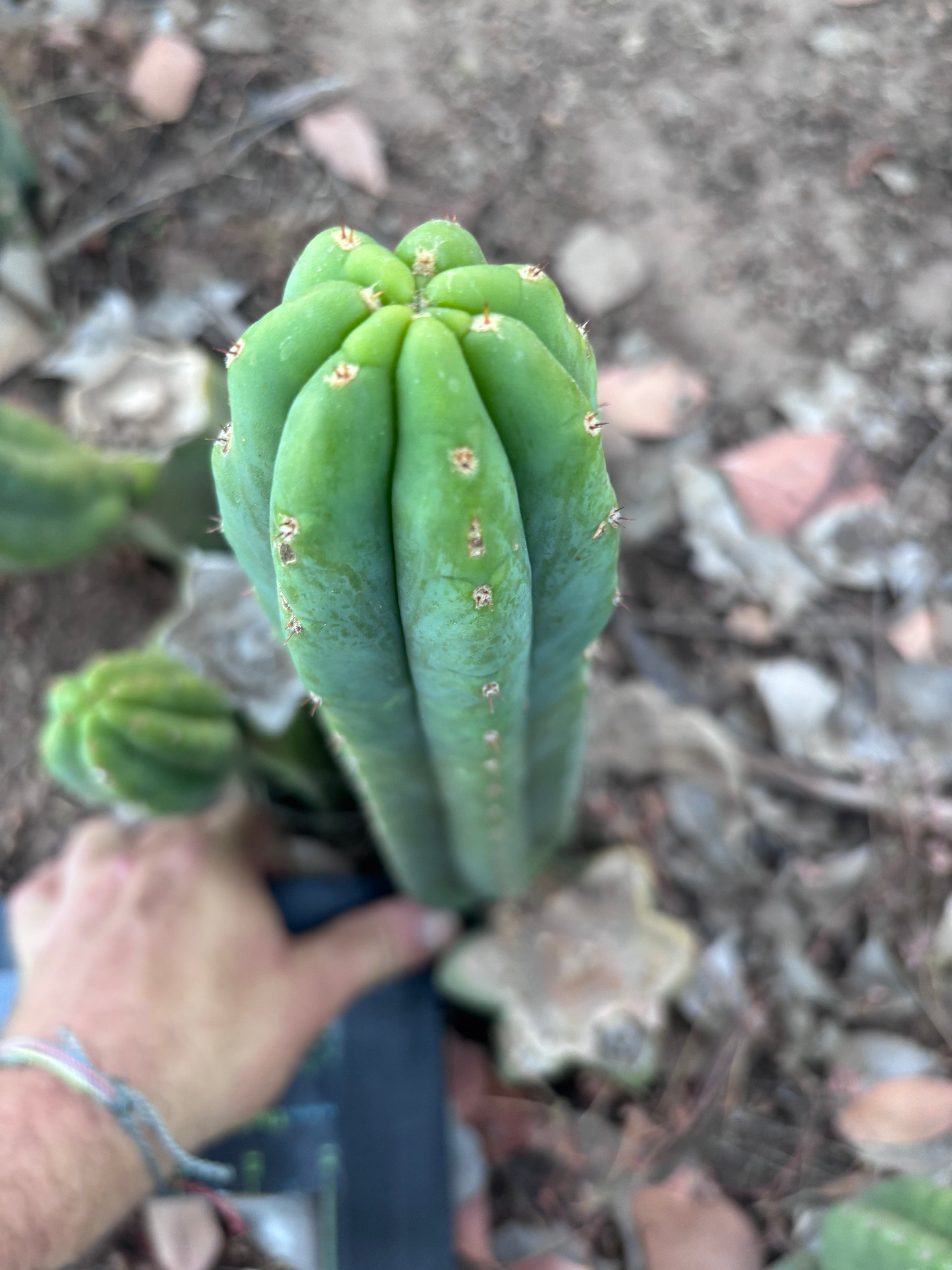 Custom listing for Alexi P