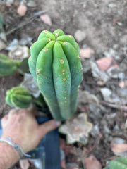 Custom listing for Alexi P