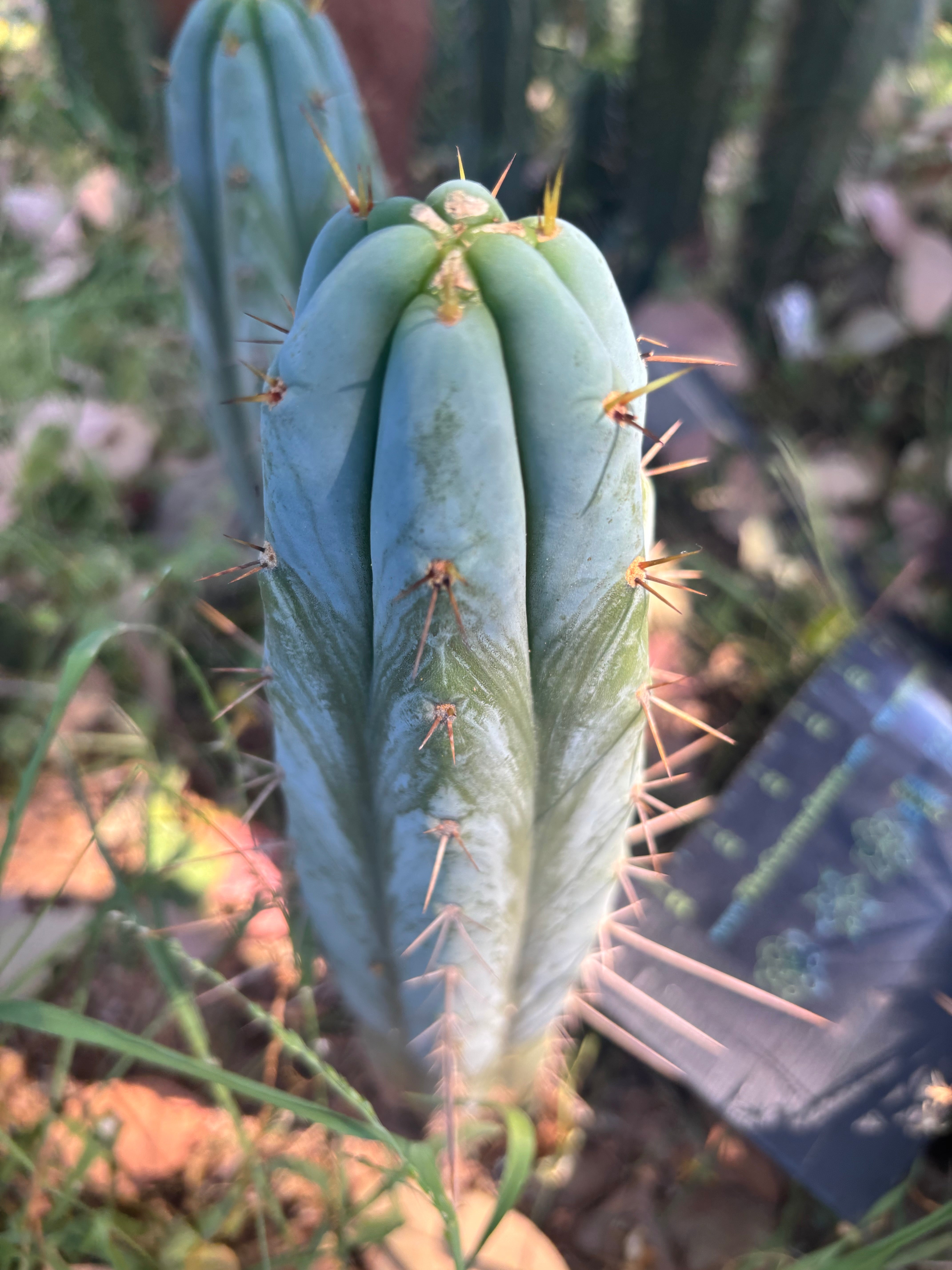 👑🌶️ Bluejones  — 8” Tip