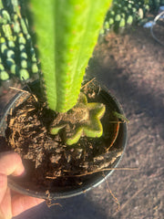 👑🌶️🌶️ Ogun — Rooted Mid with 13” Pup