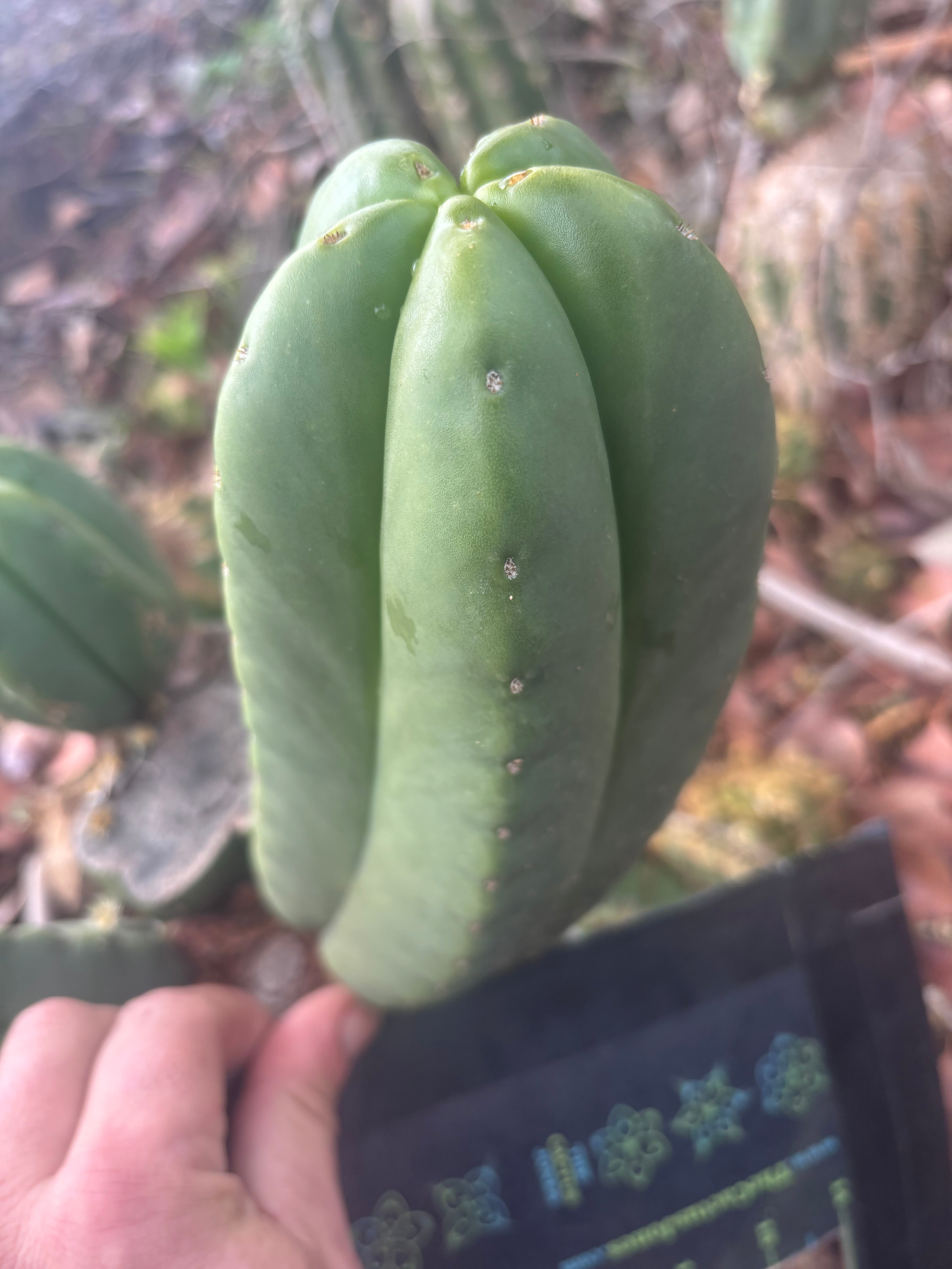 👑🌶️ Zulk — 8” Pup Melon