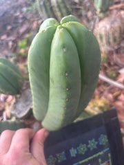👑🌶️ Zulk — 8” Pup Melon